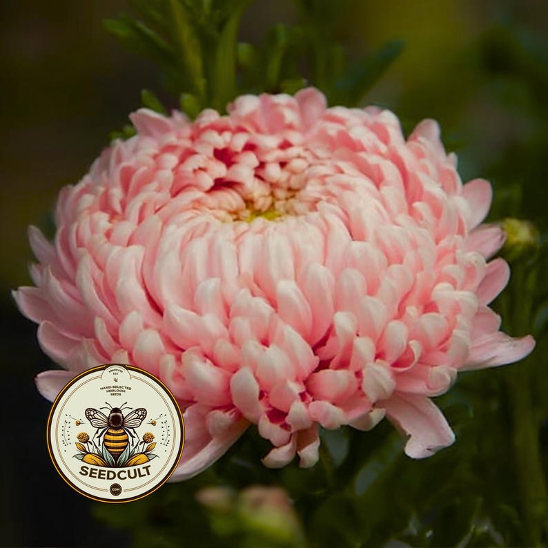 Peony Duchess Apricot Aster Seeds, Callistephus Chinensis, CU8740 image 1