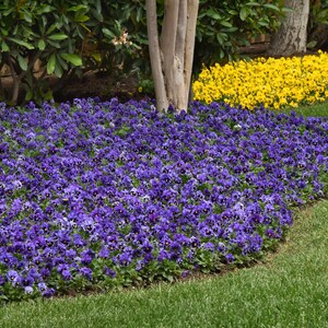 May include: A close-up view of a garden bed with a border of purple pansies. The pansies are in full bloom and create a vibrant purple carpet. The pansies are planted in front of a row of yellow pansies.