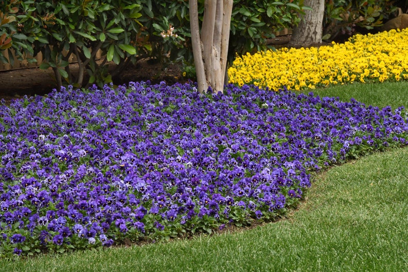 May include: A close-up view of a garden bed with a border of purple pansies. The pansies are in full bloom and create a vibrant purple carpet. The pansies are planted in front of a row of yellow pansies.