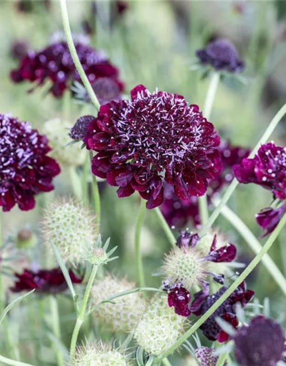 Red Pincushion Flowers | 8 Flat Card Set Red Pincushion Flowers | 8 Flat Card Set