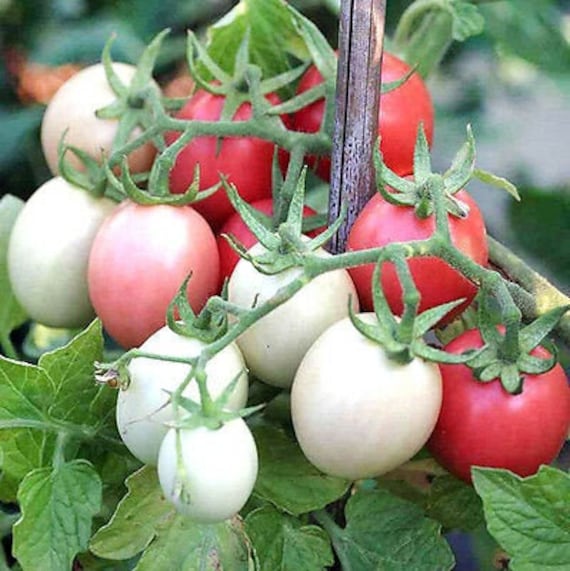 Organic Pink Thai Egg Tomato Seeds Heirloom Outdoor & Gardening Home & Living Seeds & Seed Bombs