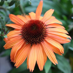 5 Count Rare Prairie Blaze Orange Sunset Echinacea Seeds, Coneflower, Medicinal Plants, Flowers, Herbs, Purpurea EC0805