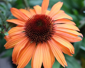 5 Count Rare Prairie Blaze Orange Sunset Echinacea Seeds, Coneflower, Medicinal Plants, Flowers, Herbs, Purpurea EC0805