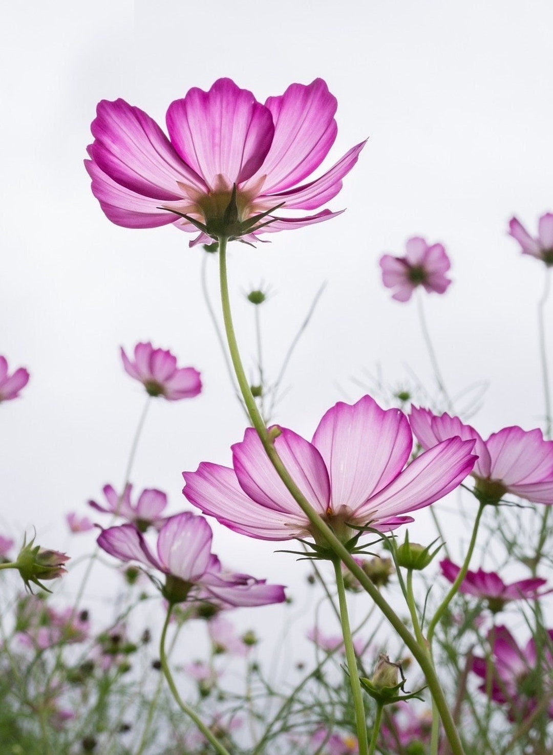 Bulk Candy Stripe Cosmos Seeds, Cosmos Bippinatus CO071C - Etsy