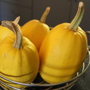 Spaghetti Squash, Summer Planting, Winter Squash Seeds, Curcubita Pepo CB0220