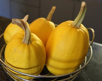 Spaghetti Squash, Summer Planting, Winter Squash Seeds, Curcubita Pepo CB0220