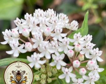 White Swamp Milkweed, Asclepias Perennis MW0925