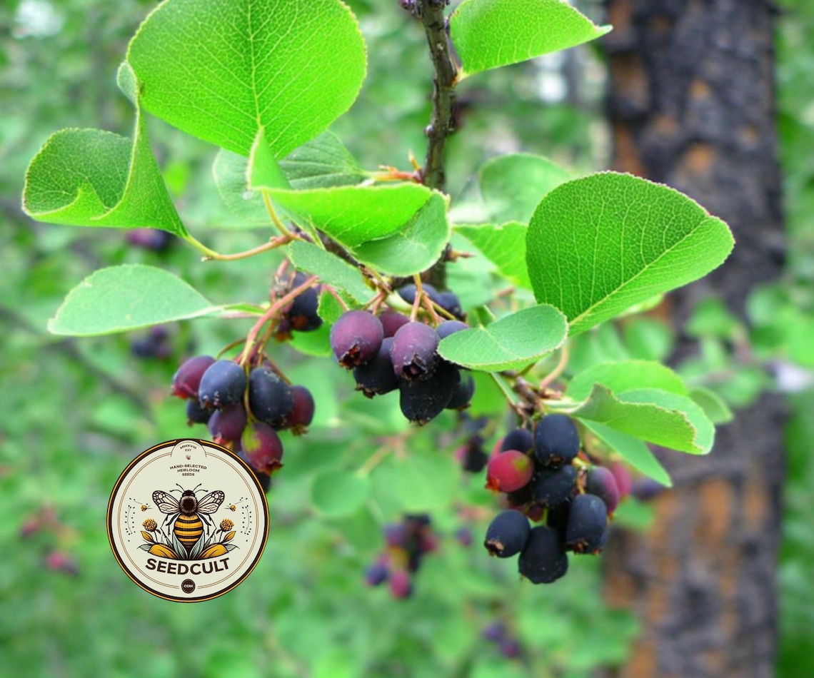 NEW! Serviceberry, Saskatoon, Native US Serviceberry, Amelanchier ...