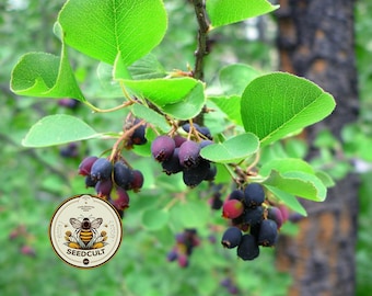 ¡NUEVO! Amelanchier Alnifolia, Amelanchier Saskatoon, nativo de EE. UU., AM7010