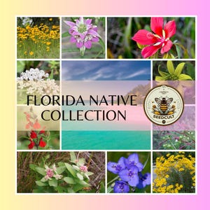 Florida Native Seed Collection, Gift Box, 18 Individual packs, FREE SHIPPING, 02FL18
