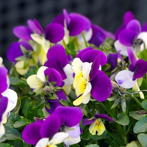 Bulk Johnny Jump Up Viola Seeds, Viola Tricolor VL181C