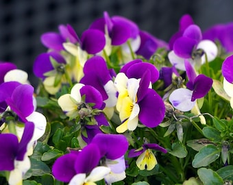 Bulk Johnny Jump Up Viola Seeds, Viola Tricolor VL181C