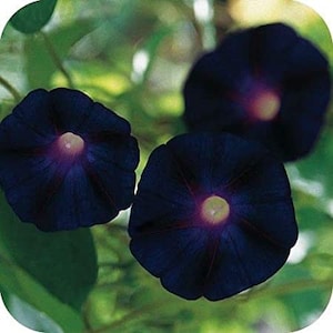 Pu&ograve; includere: Tre fiori di campanella blu scuro con centri viola. I fiori sono in piena fioritura e hanno una texture vellutata.