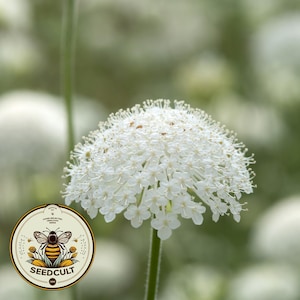 White Lace Flower Seeds, Lacy Didiscus, Organic Trachymene Coerulea TR4350