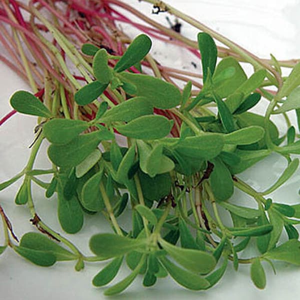 500 Edible Red Purslane Organic Seeds, Portulaca oleracea PT025C