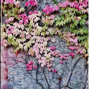 Boston Ivy Seeds, Parthenocissus Tricuspidata PT0110