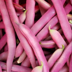 May include: A bunch of purple string beans, also known as purple podded beans, are piled together in a pink bag. The beans are long and slender, with a vibrant purple color.