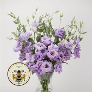 Peut inclure: Un bouquet de fleurs de Lisianthus violettes dans un vase en verre transparent. Les fleurs ont de multiples couches de pétales et des centres jaunes. Des feuilles et des tiges vertes sont visibles. Un logo rond avec une abeille et le texte "SEEDCULT".