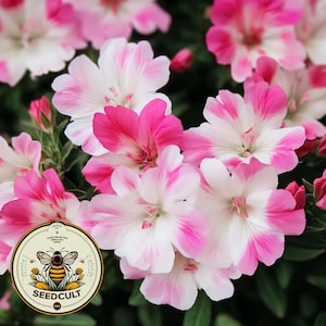 Satin Flower Seeds, Pacific Northwest Native, Farewell To Spring, Wildflowers, Pink Shades, Godetia Amoena, Clarkia Amoena CL801C