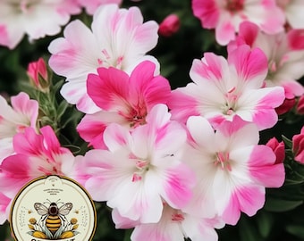 Pode incluir: Close-up de flores listradas de rosa e branco. As flores têm uma aparência delicada e com babados e estão em plena floração. A imagem é tirada de um ângulo ligeiramente elevado, mostrando as flores em sua beleza natural.