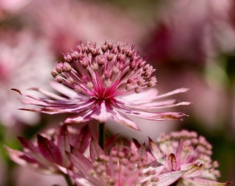Astrantia Major Rose Symphony Seeds, Masterwort, Hattie’s Pincushion AS0320