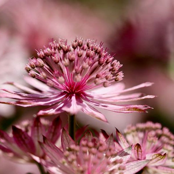 Astrantia Major Rose Symphony Seeds, Masterwort, Hattie’s Pincushion AS0320