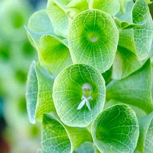 50 Bells of Ireland Seeds, Heirloom Lady in the Bathtub, Moluccella Laevis ML4050