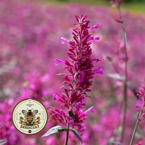 May include: A close-up of a vibrant purple flower spike with small, delicate blooms. The flower is set against a blurred background of similar flowers, creating a field of purple. A circular logo with a bee and the text "SEEDCULT" is in the lower left.