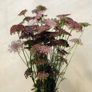 May include: A bouquet of Queen Anne's Lace flowers in varying shades of purple, pink, and white. The flowers have delicate, umbrella-shaped clusters atop slender green stems. The arrangement is set against a neutral background, highlighting the natural beauty of the blooms.