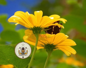 NEW! Yellow Torch Mexican Sunflower Seeds Pollinator Magnet, Tithonia Rotundifolia, TI0225