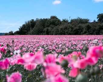 Afghan Giant Pink and White Poppy Seeds, Papaver Somniferum, Largest Poppy, Giganthemum, Giganteus PS181CR