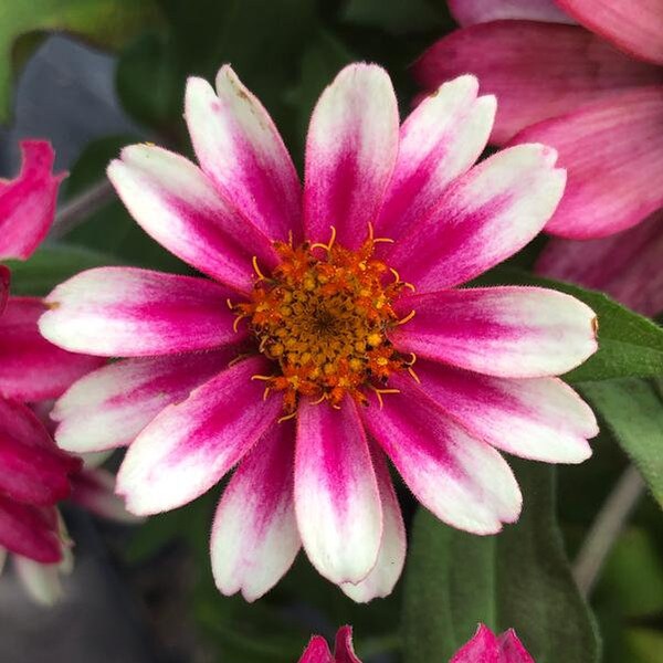 Zinnia Profusion Double Hot Cherry Etsy