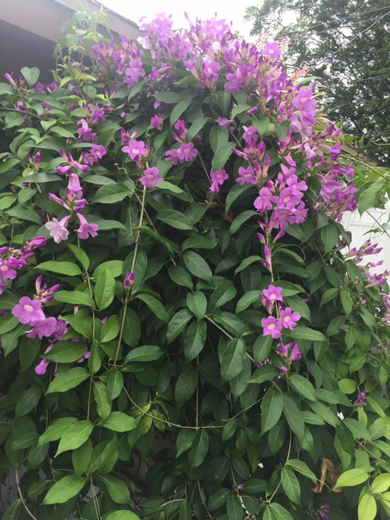 Stunning Purple Flowering Vine, Garlic Vine Seeds, Mansoa alliacea, formerly Bignonia Aequinoctialis, False Garlic MN0110 image 6