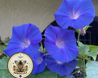 May include: Close-up of four blue morning glory flowers with a white center. The flowers are in bloom and have a delicate, ruffled appearance. A small bee is visible on one of the flowers. The image also includes a logo with the text "Seedcult" and a bee illustration.