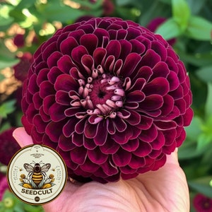 May include: A close-up of a deep burgundy zinnia flower with layered petals. The flower is in full bloom, showcasing its intricate details. A circular logo with a bee and the text "SEEDCULT" is in the lower left corner.