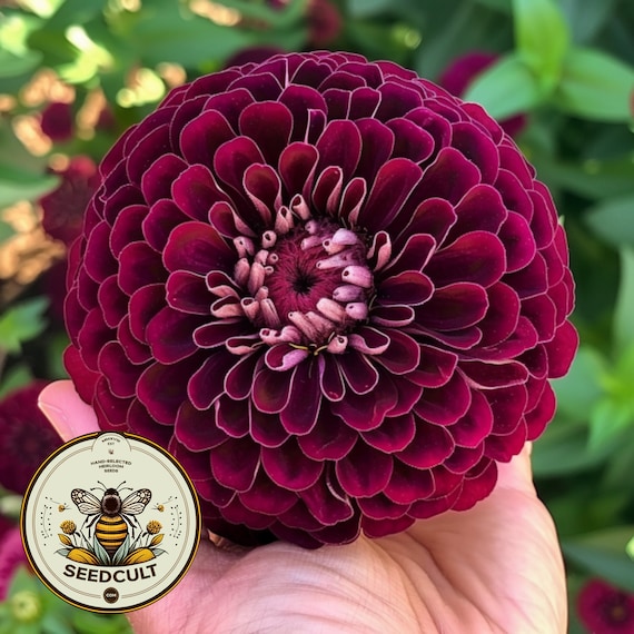 Benary's Giant Wine Zinnia Seeds, Largest Giant Zinnias, Zinnia Elegans ZE3225