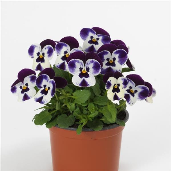 NEW! Mickey Pansy Seeds, Viola Cornuta, Perennial Pansy, Quicktime, VL1725