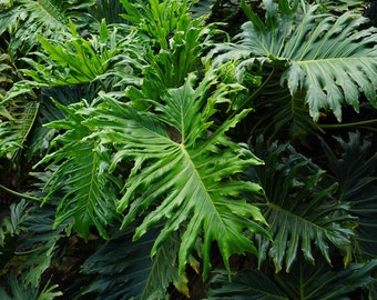 NEW! Split Leaf Philodendron Seeds, Philodendron Selloum, House Plants, PH7020