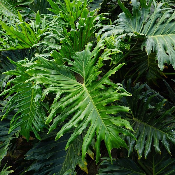 10 Split Leaf Philodendron (Philodendron Selloum) Seeds - Free Shipping