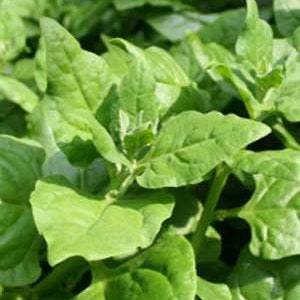 Organic New Zealand Spinach Seeds, Perennial vegetables, Tetragonia Expansa TE0125