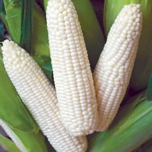 Silver Queen Corn Seeds, Sweet Corn, Non GMO, Untreated Zea Mays ZM0450