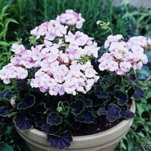 Black Velvet Geranium Appleblossom, 10 Coated Seeds PZ4010