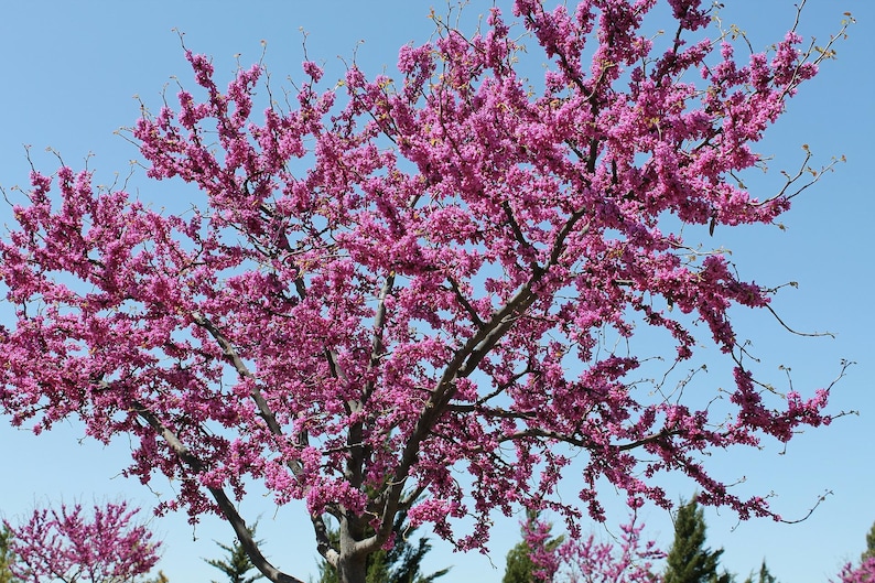 Chinese Red Bud Tree Seeds, Bonsai, Cercis Chinensis CE8020R image 2