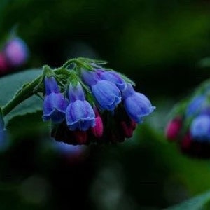 May include: A cluster of blue and purple flowers with green leaves. The flowers are bell-shaped and have a delicate appearance.