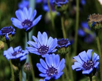 Felicia Blue Daisy Seeds, Felicia Heterophylla, Daises FE0150