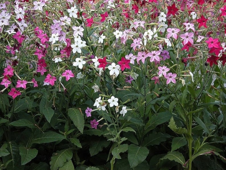 Puede incluir: Un primer plano de un parche de plantas de tabaco en flor. Las flores son una mezcla de blanco, rosa y morado.