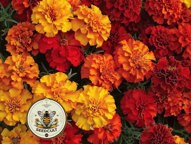 May include: A close-up image of a variety of marigold flowers in shades of orange, yellow, and red. The flowers are in full bloom and have a delicate, ruffled appearance. The image also features a logo for a company called "Seedcult" with a bee and the text "Seedcult".