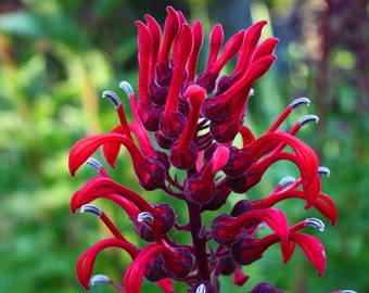 NEW! 50 Devil’s Tobacco Seeds, Lobelia Tupa LO2350