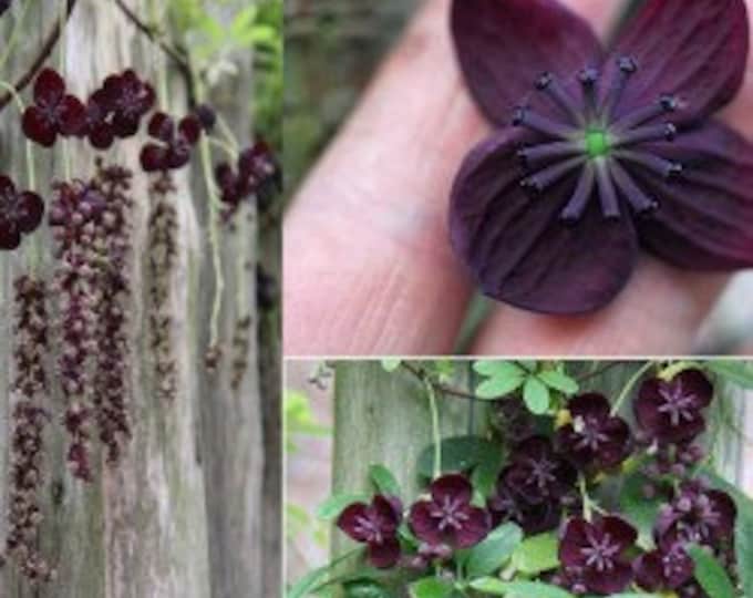 WINTER PLANTING 15 Chocolate Vine Seeds, Akebia Quinata, Five Leaf Akebia Vine Etsy