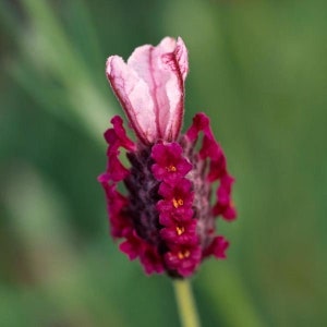 Deep Rose Spanish Lavender seeds, Lavandula Stoechas Bandera LS0320
